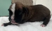AKC Alissa--100% Euro, a female Boxer for sale in Baileyville, KS – 7 of 8