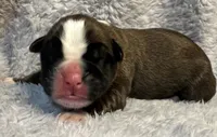 AKC Cash—75% Euro, a male Boxer for sale in Baileyville, KS – 1 of 6