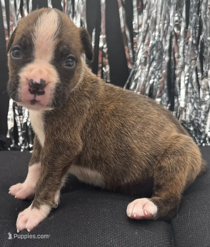 AKC Prince--75% Euro – Boxer puppy for sale in Baileyville, KS