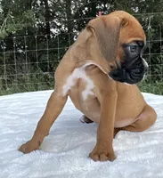AKC Art--100% Euro, a male Boxer for sale in Baileyville, KS – 2 of 10