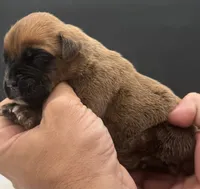 AKC Porter--75% Euro, a male Boxer for sale in Baileyville, KS – 4 of 10