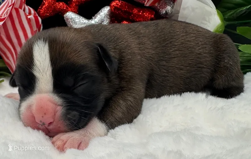 AKC Casey—75% Euro – Boxer puppy for sale in Baileyville, KS