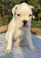 AKC Charlotte—75% Euro, a female Boxer for sale in Baileyville, KS – 5 of 10