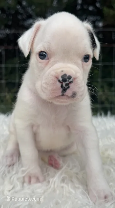 AKC Charlotte—75% Euro – Boxer puppy for sale in Baileyville, KS