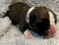 AKC Cammi—75% Euro, a female Boxer for sale in Baileyville, KS – 7 of 8