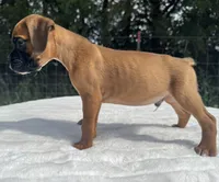 AKC Art--100% Euro, a male Boxer for sale in Baileyville, KS – 10 of 10