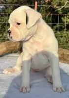 AKC Charlotte—75% Euro, a female Boxer for sale in Baileyville, KS – 4 of 10