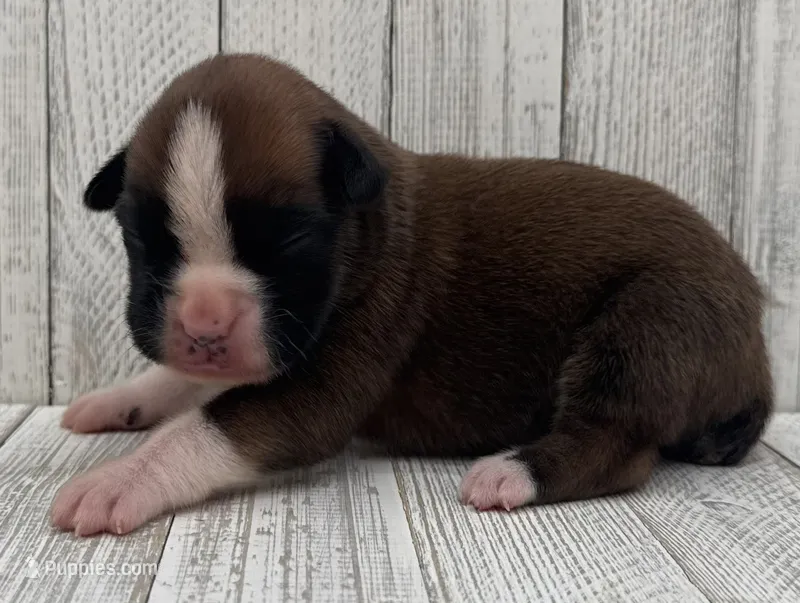 AKC Cammi—75% Euro – Boxer puppy for sale in Baileyville, KS