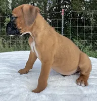 AKC Art--100% Euro, a male Boxer for sale in Baileyville, KS – 3 of 10
