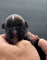 AKC Parker--75% Euro, a male Boxer for sale in Baileyville, KS – 8 of 10