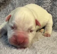 AKC Chloe—75% Euro, a female Boxer for sale in Baileyville, KS – 7 of 7