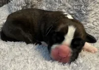 AKC Casey—75% Euro, a female Boxer for sale in Baileyville, KS – 7 of 7
