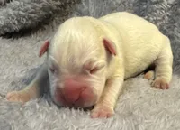AKC Chloe—75% Euro, a female Boxer for sale in Baileyville, KS – 6 of 7