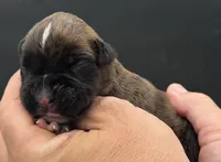 AKC Parker--75% Euro, a male Boxer for sale in Baileyville, KS – 4 of 10
