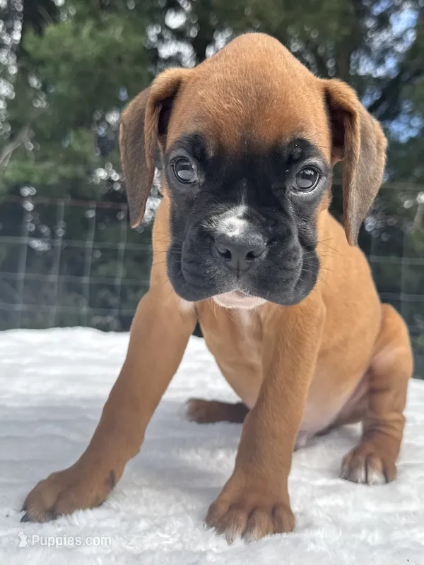 AKC Art--100% Euro – Boxer puppy for sale in Baileyville, KS