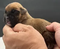 AKC Porter--75% Euro, a male Boxer for sale in Baileyville, KS – 8 of 10