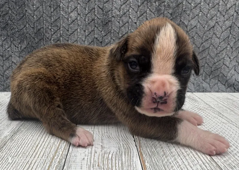 AKC Prince--75% Euro – Boxer puppy for sale in Baileyville, KS