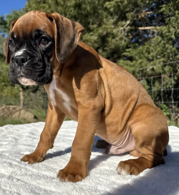 AKC Art--100% Euro – Boxer puppy for sale in Baileyville, KS