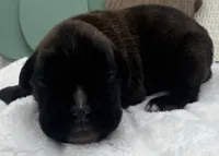 AKC Ace--100% Euro, a male Boxer for sale in Baileyville, KS – 4 of 9