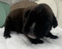 AKC Ace--100% Euro, a male Boxer for sale in Baileyville, KS – 3 of 9