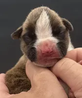 AKC Prince--75% Euro, a male Boxer for sale in Baileyville, KS – 7 of 10