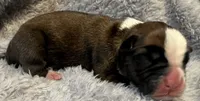 AKC Copper-75% Euro, a male Boxer for sale in Baileyville, KS – 4 of 7