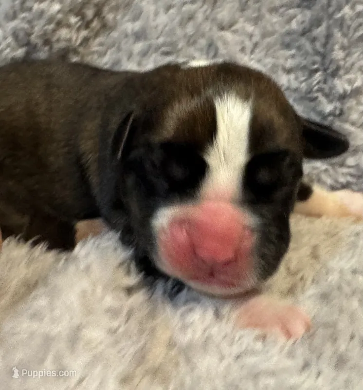 AKC Casey—75% Euro, a female Boxer for sale in Baileyville, KS – 1 of 7