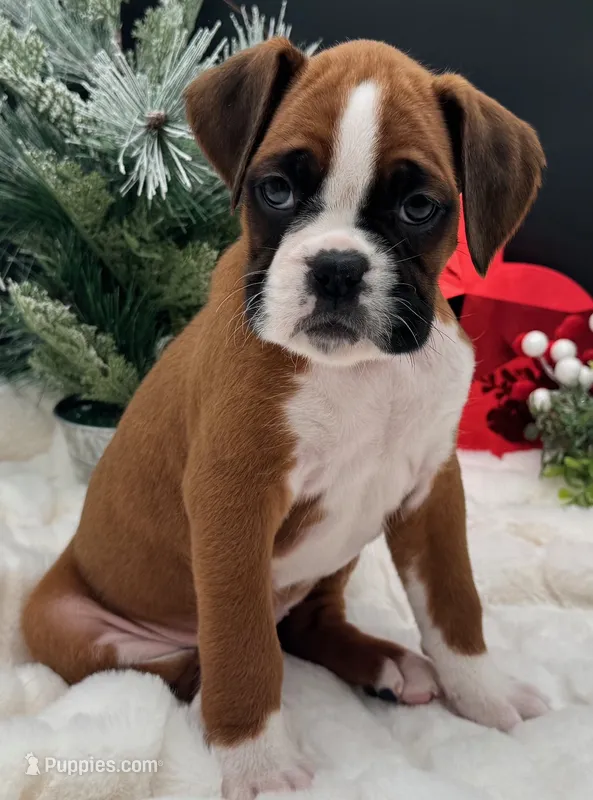 AKC-Coming Soon – Boxer puppy for sale in Baileyville, KS