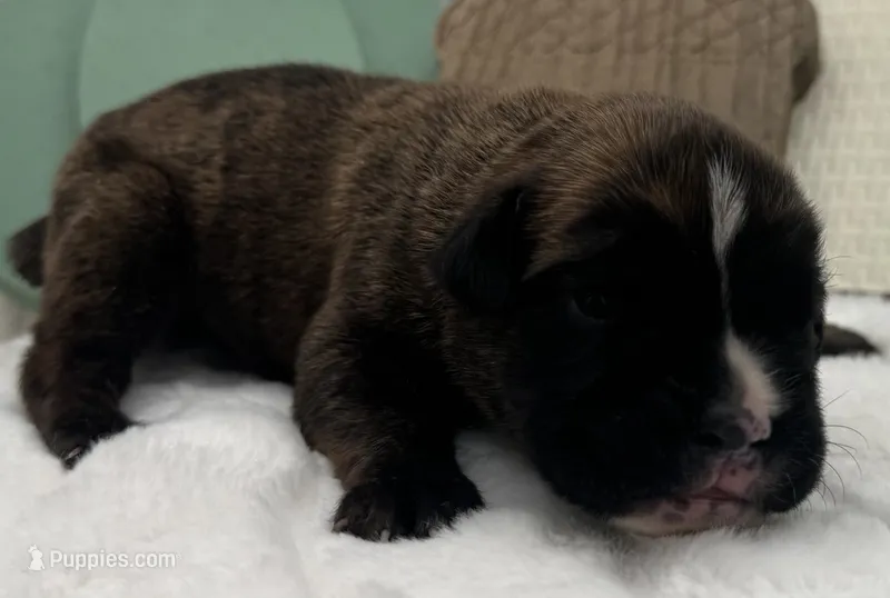 AKC Axel--100% Euro – Boxer puppy for sale in Baileyville, KS