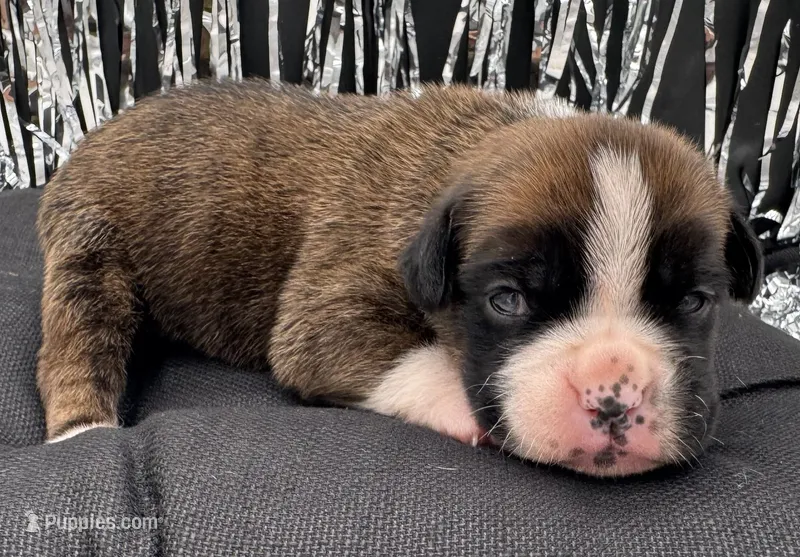 AKC Casey—75% Euro – Boxer puppy for sale in Baileyville, KS