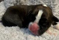 AKC Casey—75% Euro, a female Boxer for sale in Baileyville, KS – 4 of 7