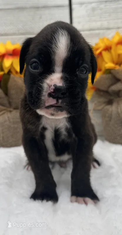 AKC Atlas--100% Euro – Boxer puppy for sale in Baileyville, KS