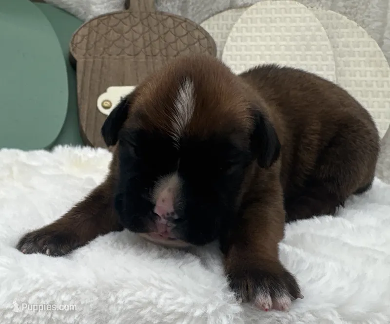 AKC Art--100% Euro – Boxer puppy for sale in Baileyville, KS
