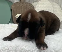 AKC Art--100% Euro, a male Boxer for sale in Baileyville, KS – 1 of 10