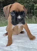 AKC Art--100% Euro, a male Boxer for sale in Baileyville, KS – 4 of 10