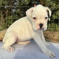 AKC Charlotte—75% Euro, a female Boxer for sale in Baileyville, KS – 6 of 10