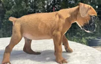 AKC Art--100% Euro, a male Boxer for sale in Baileyville, KS – 9 of 10