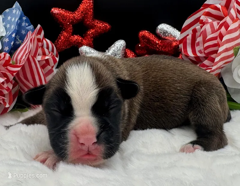 AKC Cash—75% Euro – Boxer puppy for sale in Baileyville, KS