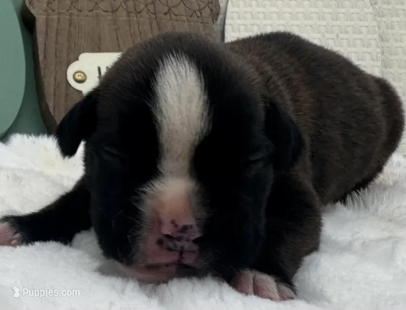 AKC Atlas--100% Euro – Boxer puppy for sale in Baileyville, KS