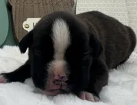AKC Atlas--100% Euro, a male Boxer for sale in Baileyville, KS – 1 of 10