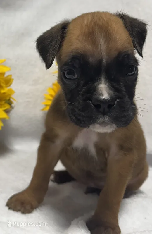 AKC Austin--100% Euro – Boxer puppy for sale in Baileyville, KS