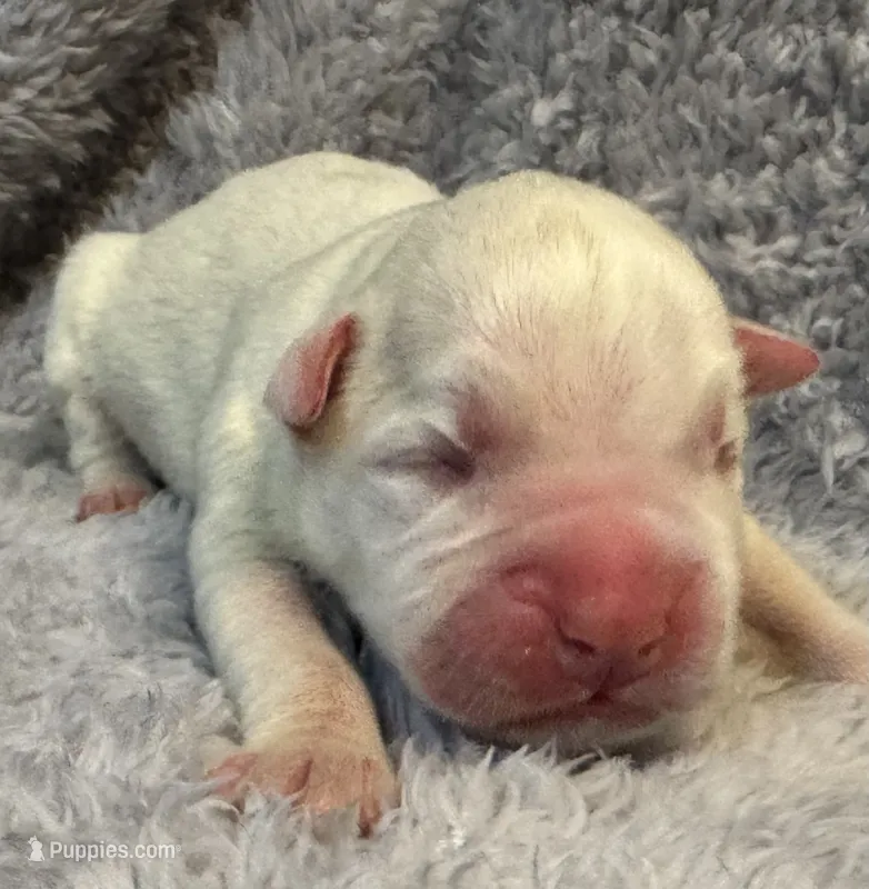 AKC Chloe—75% Euro, a female Boxer for sale in Baileyville, KS – 1 of 7