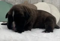 AKC Axel--100% Euro, a male Boxer for sale in Baileyville, KS – 6 of 8