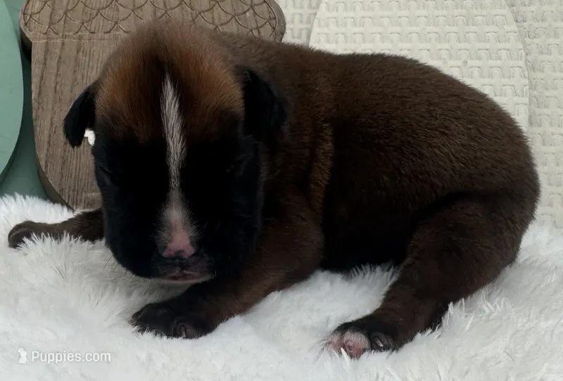 AKC Austin--100% Euro – Boxer puppy for sale in Baileyville, KS