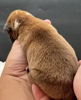 AKC Peanut--75% Euro, a male Boxer for sale in Baileyville, KS – 10 of 10