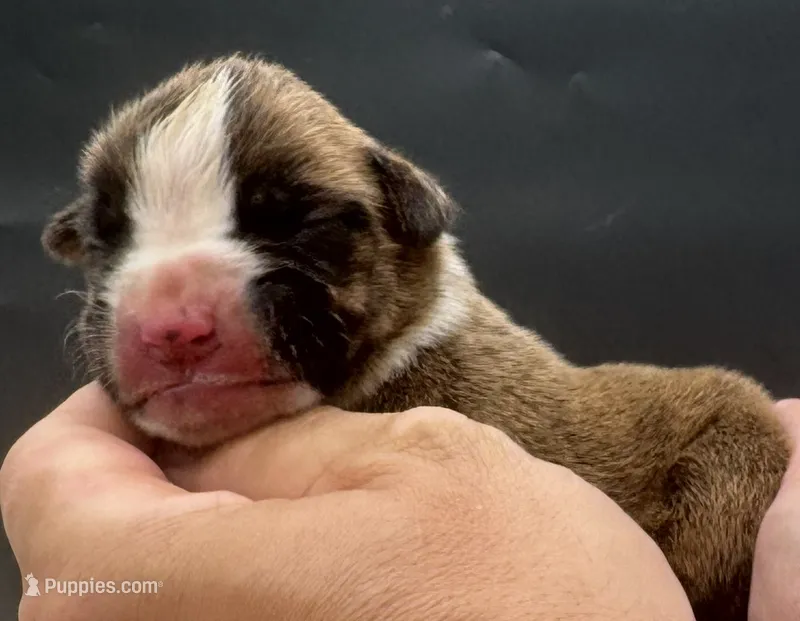 AKC Prince--75% Euro – Boxer puppy for sale in Baileyville, KS