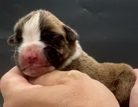 AKC Prince--75% Euro, a male Boxer for sale in Baileyville, KS – 1 of 10