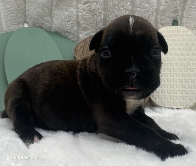 AKC Parker--75% Euro – Boxer puppy for sale in Baileyville, KS