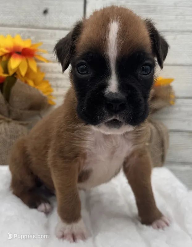 AKC Peanut--75% Euro – Boxer puppy for sale in Baileyville, KS