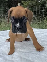AKC Art--100% Euro, a male Boxer for sale in Baileyville, KS – 7 of 10